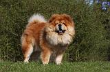 CHOW CHOW 425